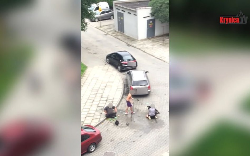Zatrzymany pitbull. Zaatakował kobietę i jej dwa psy