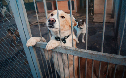 Najwyższa kara w historii dla pseudohodowców psów