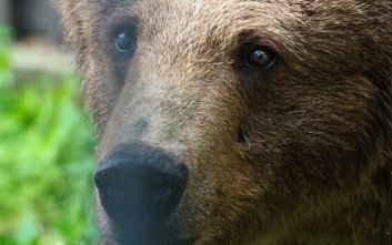 Sabina to wiekowa mieszkanka ogrodu zoologicznego, która cieszy się obecnie zasłużonym odpoczynkiem.