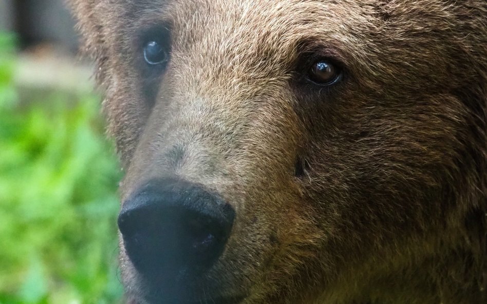 Sabina to wiekowa mieszkanka ogrodu zoologicznego, która cieszy się obecnie zasłużonym odpoczynkiem.