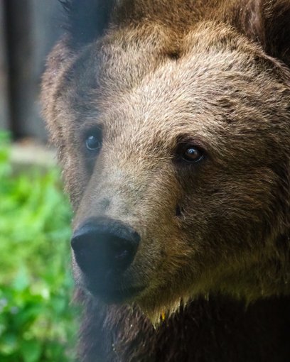 Sabina to wiekowa mieszkanka ogrodu zoologicznego, która cieszy się obecnie zasłużonym odpoczynkiem.