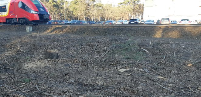 W ramach przygotowań do inwestycji już w listopadzie ubiegłego roku rozpoczęła się wycinka drzew i k
