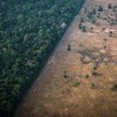Wycinka Amazonii to symbol. Ale w każdym niemal kraju dochodzi do rabunkowej eksploatacji lasów