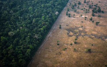 Wycinka Amazonii to symbol. Ale w każdym niemal kraju dochodzi do rabunkowej eksploatacji lasów