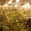 Trzypiętrowa plantacja konopi odkryta w Coventry
