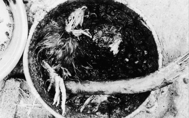 Kocioł ofiarny zwany „nganga” znaleziony przez policję na miejscu zbrodni. Ranczo Santa Elena, 1989 