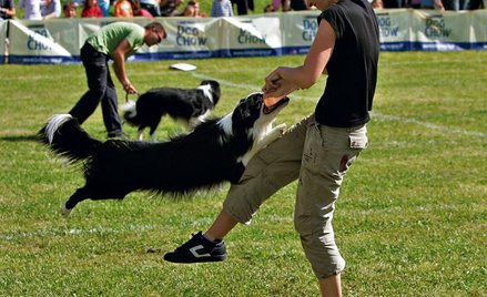 By zachęcić psy do aportowania, warto potrenować szarpanie