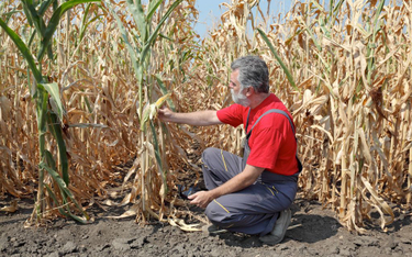 W Polsce rolnik nie może ubezpieczyć się od suszy.