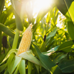 18 tys. ton kukurydzy dotarło z Ukrainy, przez Polskę, do Hiszpanii