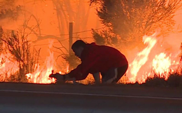 Pożary w Kalifornii: Na ratunek dzikiemu królikowi