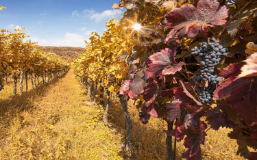 Temperatura podczas okresu wegetacji winorośli przekłada się bezpośrednio na jakość trunku