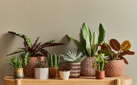 Przyniesione rośliny powinny być zdrowe i bez szkodników. Mogą to być zarówno dorosłe rośliny, jak i