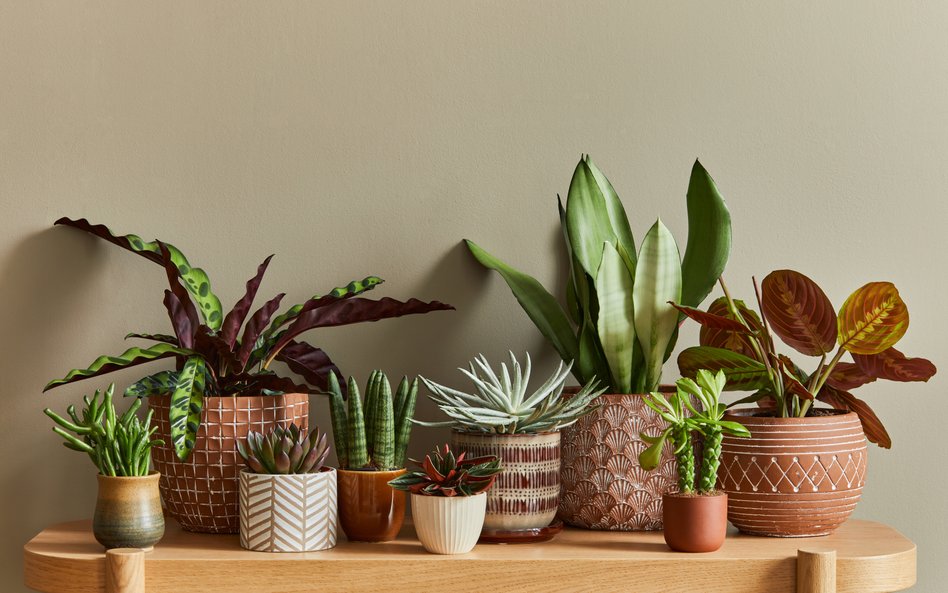 Przyniesione rośliny powinny być zdrowe i bez szkodników. Mogą to być zarówno dorosłe rośliny, jak i