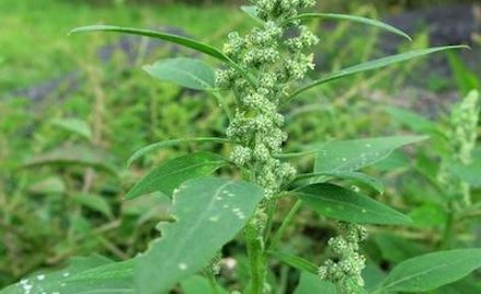 Rośliny znalezione na grobie w ogóle nie rosły w pobliżu jaskini i przyniesione zostały z daleka