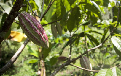 Plantacja kakao