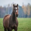 Myśliwy pomylił konia z dzikiem. Zabił klacz