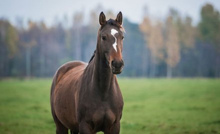Myśliwy pomylił konia z dzikiem. Zabił klacz
