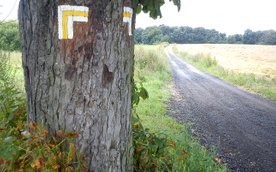 Nowe ścieżki w rezerwatach Morysin i Olszynka Grochowska