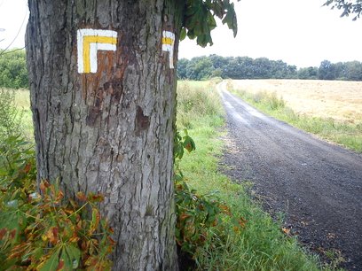 Nowe ścieżki w rezerwatach Morysin i Olszynka Grochowska