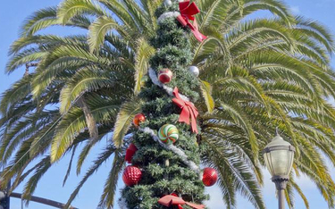 Święta Bożego Narodzenia pod palmą
