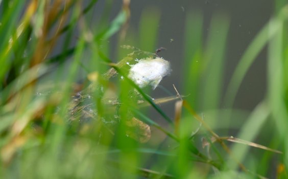 Śnięte ryby na powierzchni rzeki Kłodnicy, która jest dopływem Odry