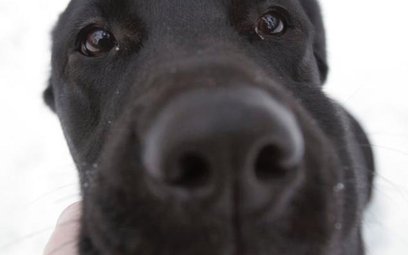 Psi nos wywęszy raka