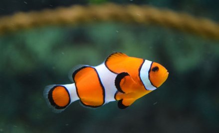 Błazenki nie przystosują się do zmian klimatycznych