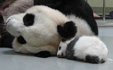 Maleńka panda z Tajpej