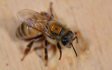 Australijscy naukowcy śledzą zachowanie i wędrówki pszczół za pomocą przyczepionych do nich maleńkic