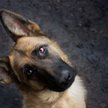 Pomaganie bezdomnym zwierzętom pod kontrolą