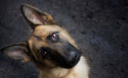 Pomaganie bezdomnym zwierzętom pod kontrolą
