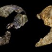 Homo naledi