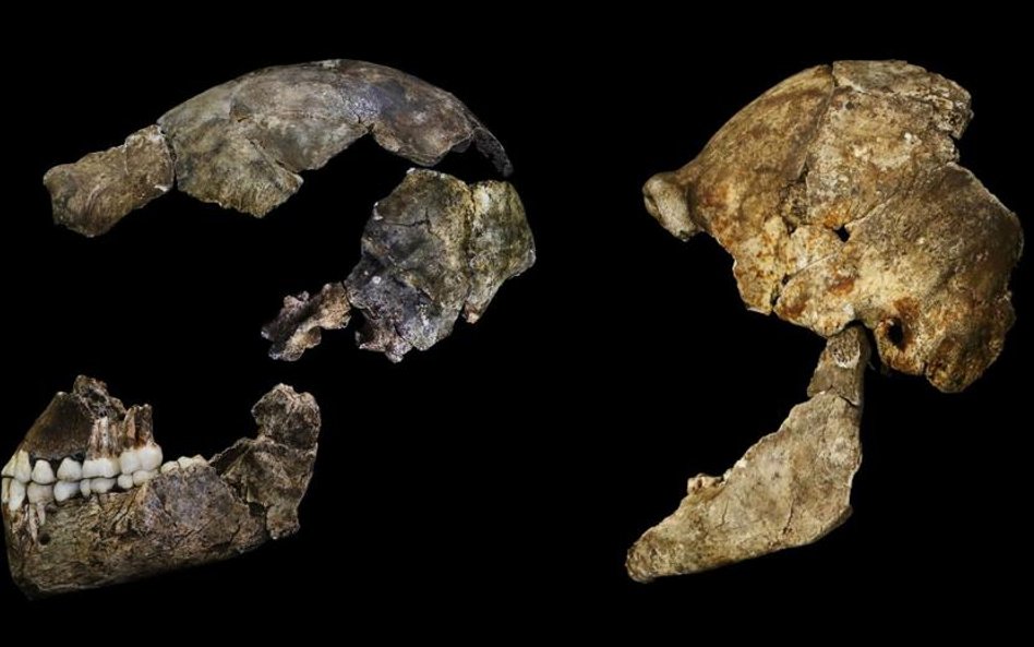 Homo naledi