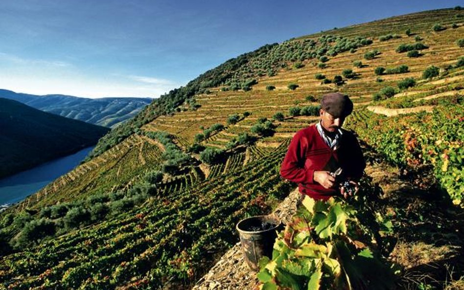 Tarasy winnic nad rzeką Douro w Portugalii to jeden z najpiękniejszych regionów winnych w Europie