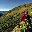 Tarasy winnic nad rzeką Douro w Portugalii to jeden z najpiękniejszych regionów winnych w Europie