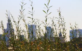 Przez cały sierpień można głosować na najpiękniejsze, dzikie przyrodniczo zakątki Warszawy