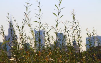 Przez cały sierpień można głosować na najpiękniejsze, dzikie przyrodniczo zakątki Warszawy