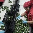 USA wstrzymały import awokado z Meksyku