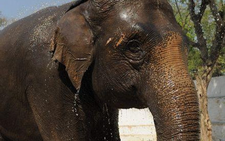 Śmierć młodej słonicy w berlińskim zoo