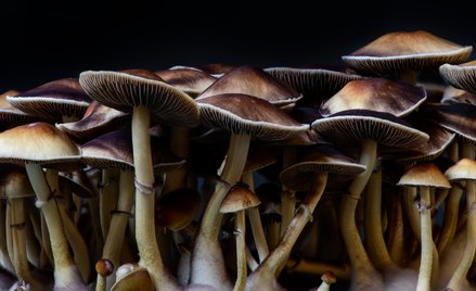 Grzyby, po których widać miniaturowych ludzi. Nie zawierają znanych halucynogenów