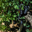 Susza w Hiszpanni zmniejsza zbiory winogron