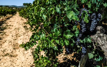 Susza w Hiszpanni zmniejsza zbiory winogron