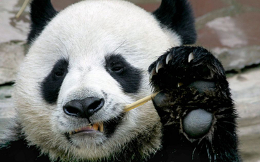 Śmierć pandy w Tajlandii, Chińczycy oburzeni. Rusza śledztwo