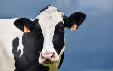 Krowy, podobnie jak ludzie, burzliwie przechodzą okres dojrzewania