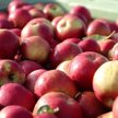 Polskie jabłka również zostali objęte rosyjskim embargiem