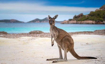 Temperatury w Australii Zachodniej przekraczają 50 stopni Celsjusza