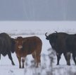 Krowa uciekła do stada żubrów. Teraz zagraża gatunkowi