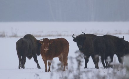 Krowa uciekła do stada żubrów. Teraz zagraża gatunkowi