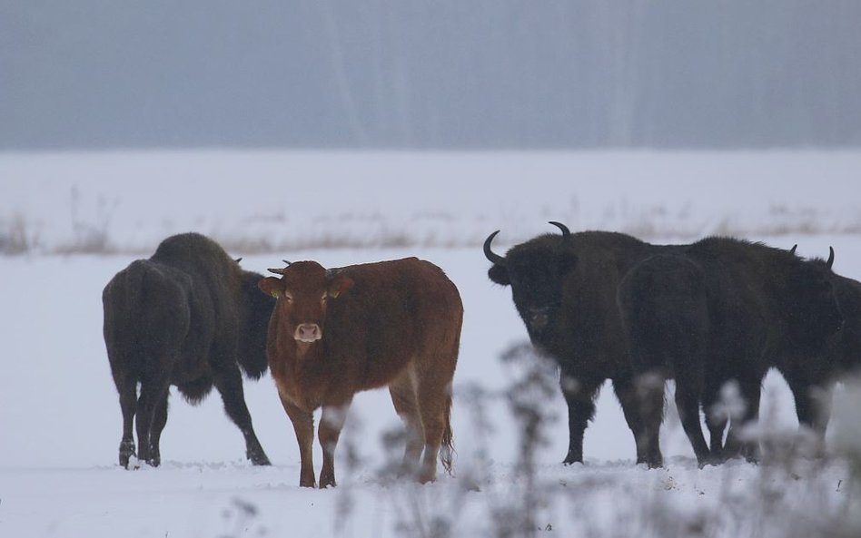 Krowa uciekła do stada żubrów. Teraz zagraża gatunkowi