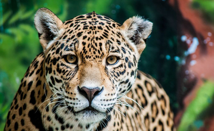 USA: Jaguar uciekł z wybiegu w zoo. Zabił sześć zwierząt